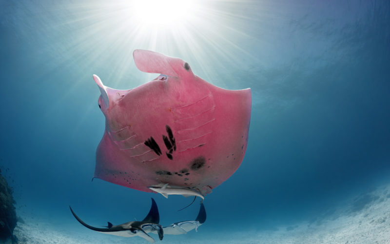 Astonishing Underwater Photos of the World’s Only Pink Manta.